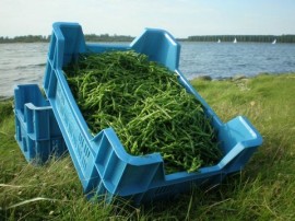 Ingrediënt van de week: zeekraal